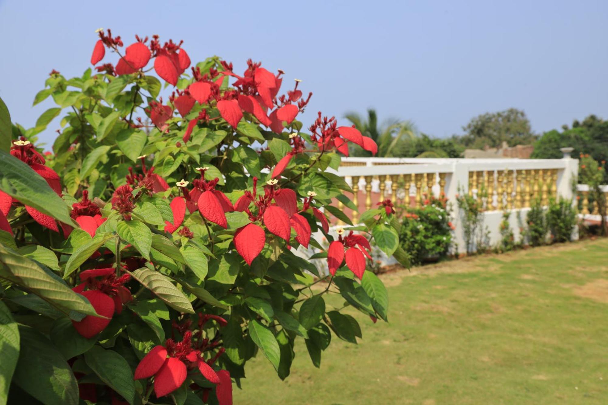 Sparv Aulakhs Resort Mandrem Luaran gambar